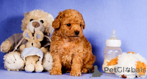 Photo №4. I will sell poodle (toy) in the city of Dammam. private announcement - price - 0$