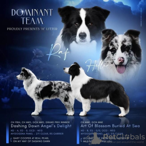 Photo №1. border collie - for sale in the city of Сивац | negotiated | Announcement № 83306