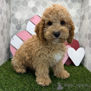 Photo №3. Cockapoo Male 16 weeks old Ready to go home. United Kingdom