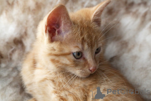 Photo №3. German rex Kätzchen zur Adoption. Germany