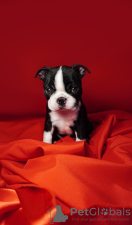 Photo №4. I will sell boston terrier in the city of Belgrade. private announcement - price - negotiated