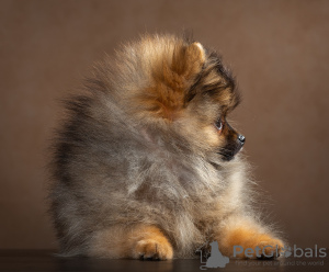 Photo №3. Pomeranian (miniature spitz). Russian Federation