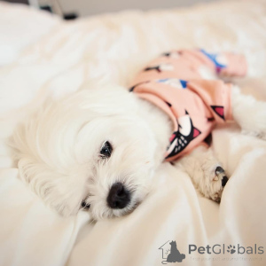 Photo №1. maltese dog - for sale in the city of Helsinki | 516$ | Announcement № 164001