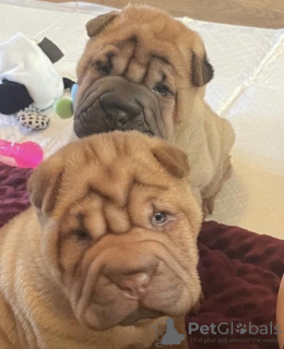 Photo №1. shar pei - for sale in the city of Jüterbog | 423$ | Announcement № 127290