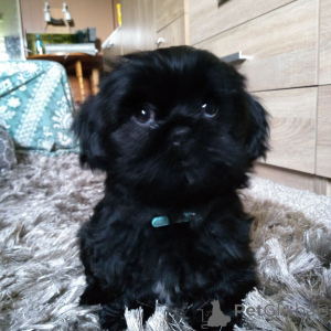Photo №2 to announcement № 136902 for the sale of shih tzu - buy in Australia breeder