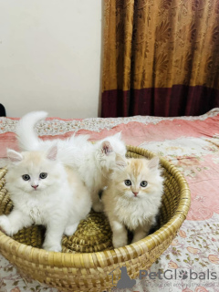 Photo №2 to announcement № 131273 for the sale of persian cat - buy in Spain private announcement