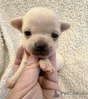 Photo №1. chihuahua - for sale in the city of Zrenjanin | negotiated | Announcement № 163892