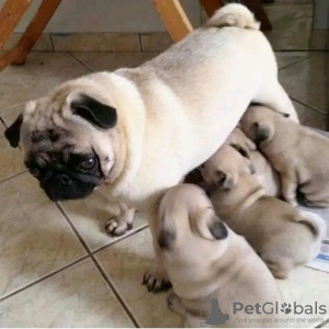 Photo №2 to announcement № 118415 for the sale of pug - buy in Finland private announcement, breeder