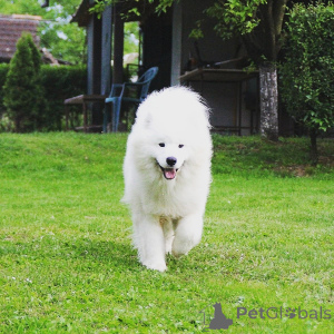 Photo №1. samoyed dog - for sale in the city of Mayen | 1412$ | Announcement № 140365