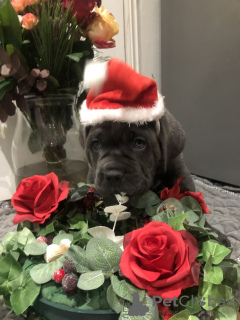 Photo №2 to announcement № 131473 for the sale of cane corso - buy in Belgium private announcement, breeder