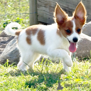 Photo №1. papillon dog - for sale in the city of Berlin | 516$ | Announcement № 178726