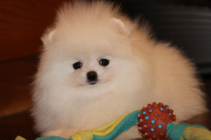 Photo №2 to announcement № 5356 for the sale of pomeranian - buy in Ukraine breeder