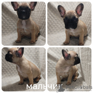 Photo №4. I will sell french bulldog in the city of Brest. private announcement - price - negotiated