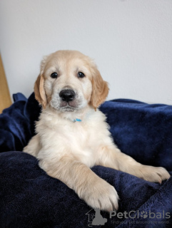 Photo №1. golden retriever - for sale in the city of Франкфурт-на-Майне | 254$ | Announcement № 104122