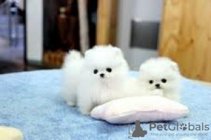 Photo №1. pomeranian - for sale in the city of Пардубице | negotiated | Announcement № 96515