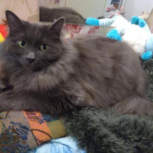 Photo №2 to announcement № 2863 for the sale of nebelung - buy in Russian Federation private announcement