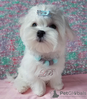 Photo №1. maltese dog - for sale in the city of Kiev | 1500$ | Announcement № 17827