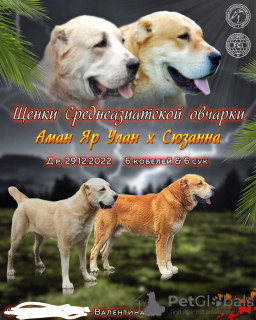 Photo №1. central asian shepherd dog - for sale in the city of Путятино | negotiated | Announcement № 34621