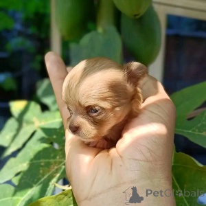 Photo №1. chihuahua - for sale in the city of California | 1000$ | Announcement № 170104