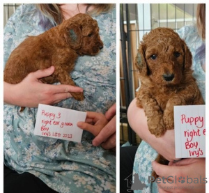 Additional photos: Miniature Goldendoodle Puppies