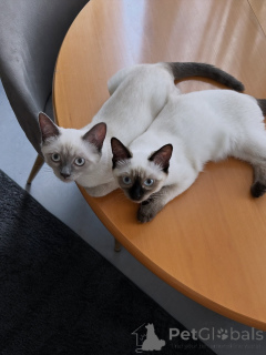 Photo №2 to announcement № 171094 for the sale of siamese cat - buy in Germany breeder