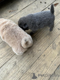 Photo №3. Beautiful pedigree Chow Chow puppies available.. Finland