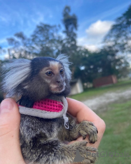 Photo №1.  - for sale in the city of Dubai | negotiated | Announcement № 143850