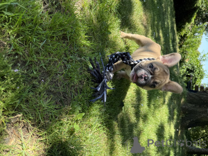 Photo №1. french bulldog - for sale in the city of Vancouver | 1800$ | Announcement № 145322