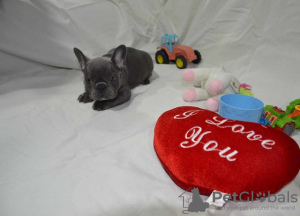 Photo №1. french bulldog - for sale in the city of Kragujevac | negotiated | Announcement № 86148