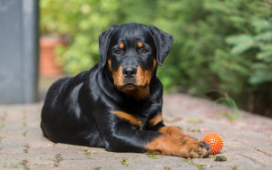 Photo №2 to announcement № 410 for the sale of rottweiler - buy in Russian Federation private announcement