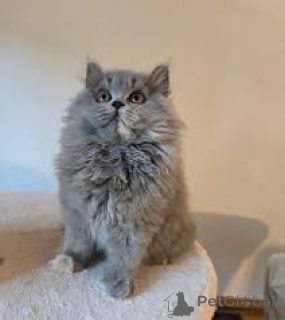 Photo №2 to announcement № 168362 for the sale of british longhair - buy in Poland private announcement, breeder