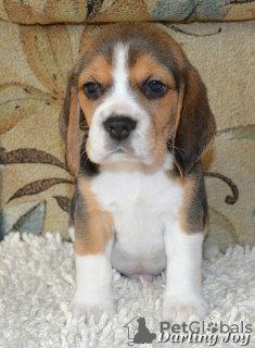 Photo №4. I will sell beagle in the city of Северодонецк. from nursery - price - 540$