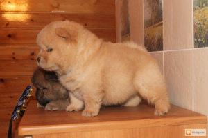 Photo №1. chow chow - for sale in the city of Minsk | 500$ | Announcement № 686