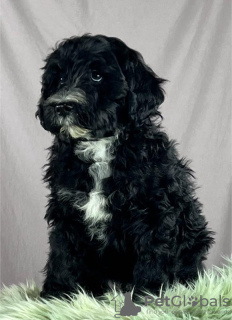 Photo №3. Portuguese Water Dog puppies. Serbia