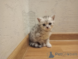 Photo №2 to announcement № 142831 for the sale of scottish fold - buy in Russian Federation private announcement