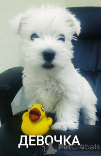 Photo №1. west highland white terrier - for sale in the city of Grodno | 400$ | Announcement № 11895