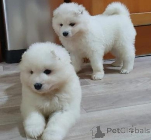Photo №1. samoyed dog - for sale in the city of Eksjo | negotiated | Announcement № 158408