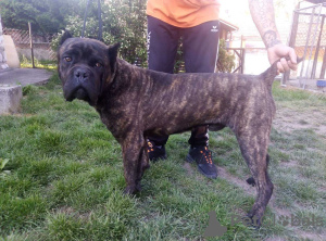 Photo №2 to announcement № 20346 for the sale of cane corso - buy in Russian Federation from nursery