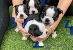 Photo №3. Adorable Boston Terrier Puppies for free adoption. Germany