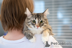 Additional photos: Fluffy tricolor cat Maggie in good hands