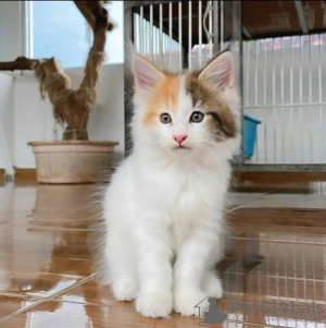 Photo №1. american bobtail - for sale in the city of Leverkusen | negotiated | Announcement № 100405