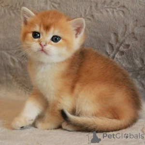 Photo №3. FULL-BREED BRITISH SHORTHAIR KITTENS FOR RE-HOMING. United Kingdom