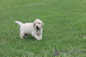 Photo №1. golden retriever - for sale in the city of Oftringen | 376$ | Announcement № 129273