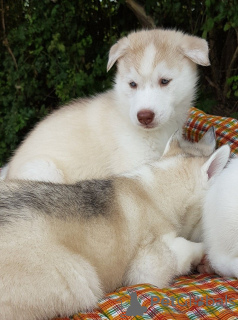 Photo №3. Health Home trained Siberian Husky puppies. Germany