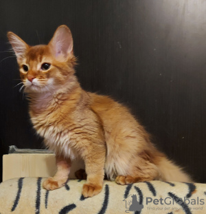 Photo №2 to announcement № 9206 for the sale of somali cat - buy in Russian Federation from nursery