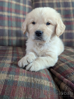 Photo №2 to announcement № 168235 for the sale of golden retriever - buy in Luxembourg private announcement