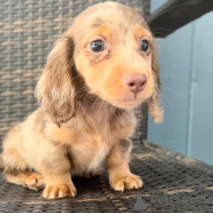 Photo №1. *Dachshund Puppies Playful and Loyal Companions * Dachshund puppies are known in the city of Florida. Price - negotiated. Announcement № 149296