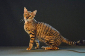 Photo №1. toyger - for sale in the city of Moscow | 1231$ | Announcement № 2267