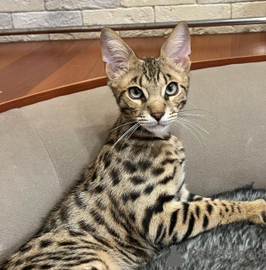 Photo №1. savannah cat - for sale in the city of Ливерпуль | negotiated | Announcement № 36697