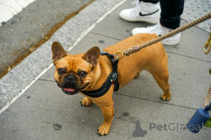 Photo №4. I will sell french bulldog in the city of Paris. private announcement - price - 1129$